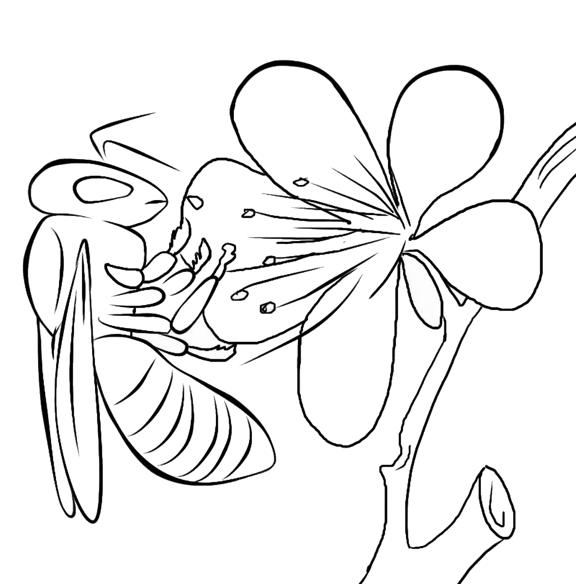 Bee Coloring Template Coloring Pages