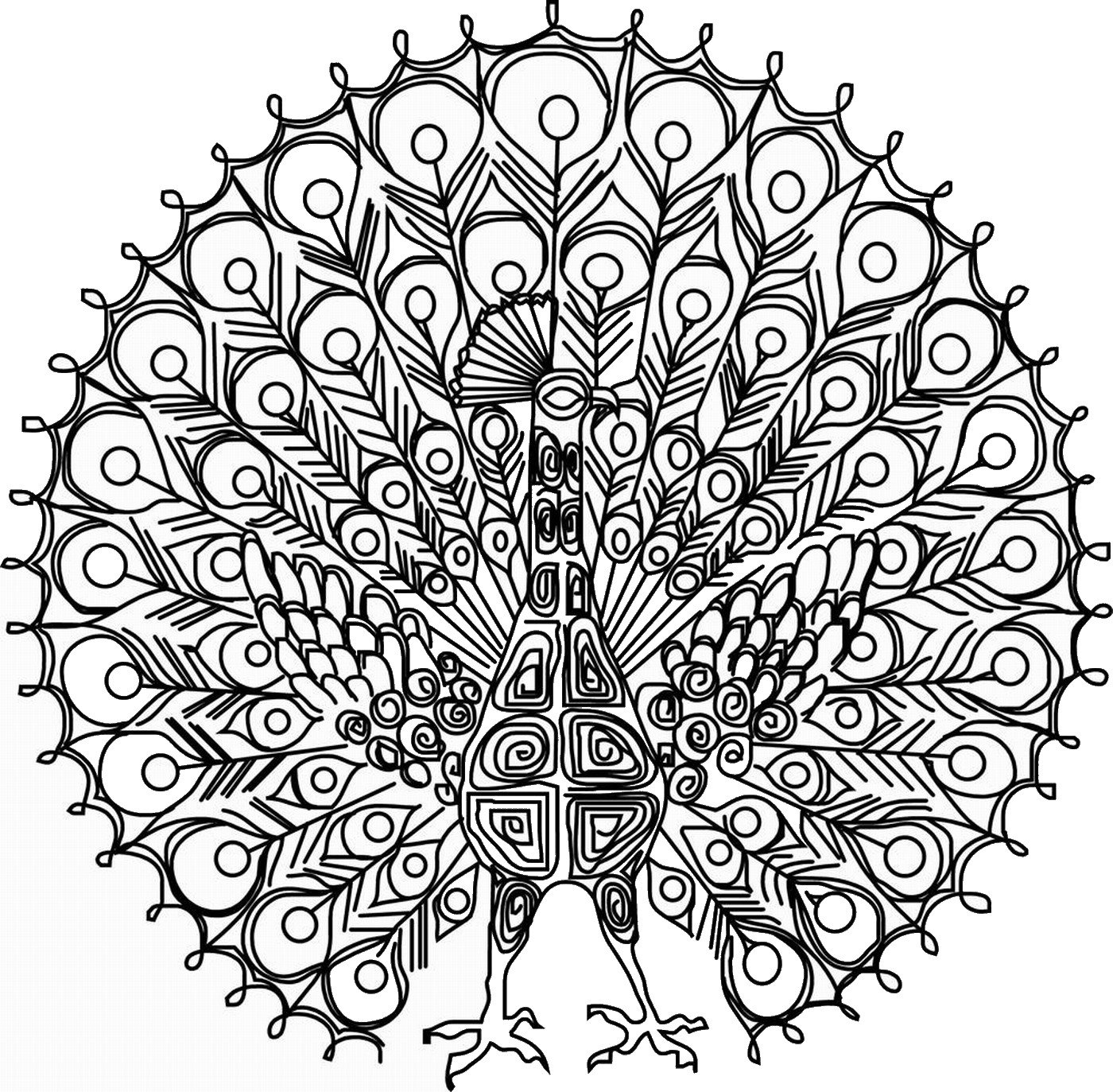 Peacock Coloring Pages