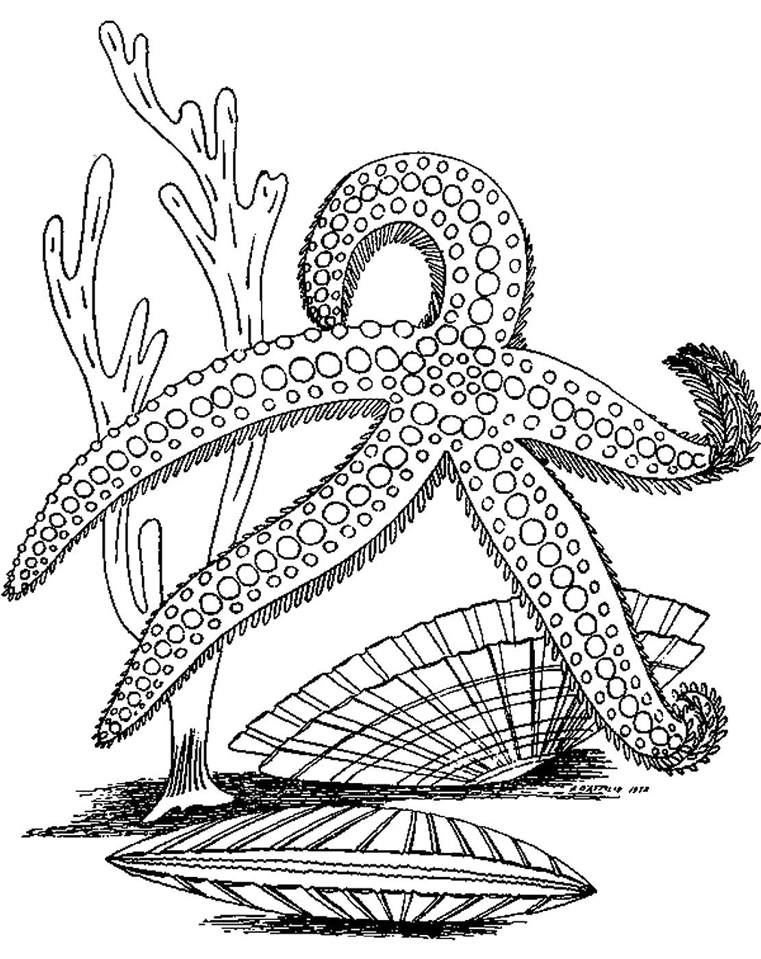 Coloring Pages Starfish Printable Starfish Coloring Pages For Kids 