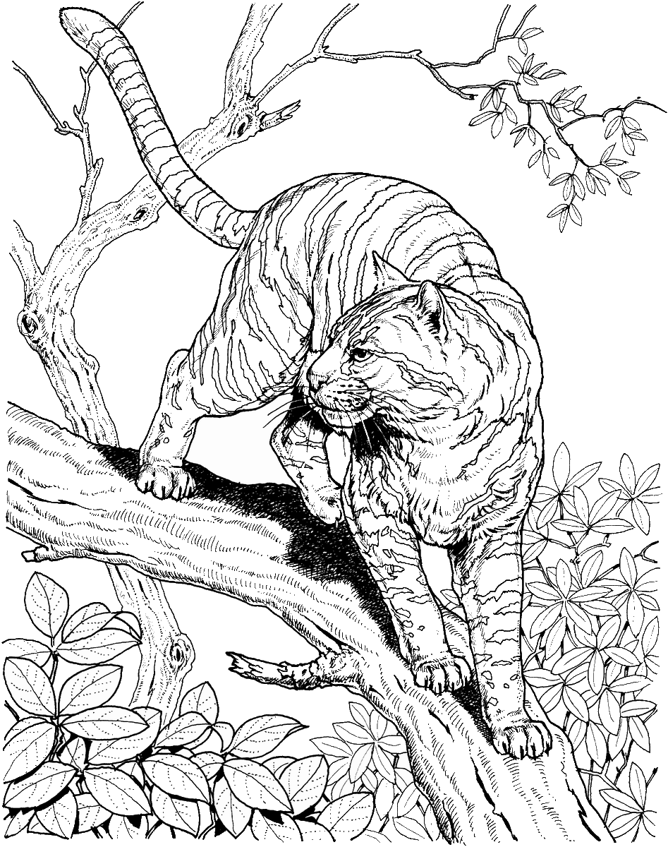 tiger-coloring-pages