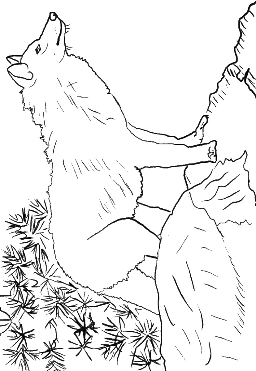 wolf coloring coloring2print