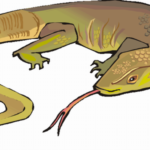 Lizard Coloring Pages