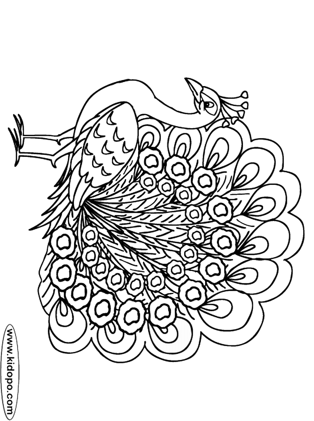 Peacock Coloring Pages Coloring Rocks