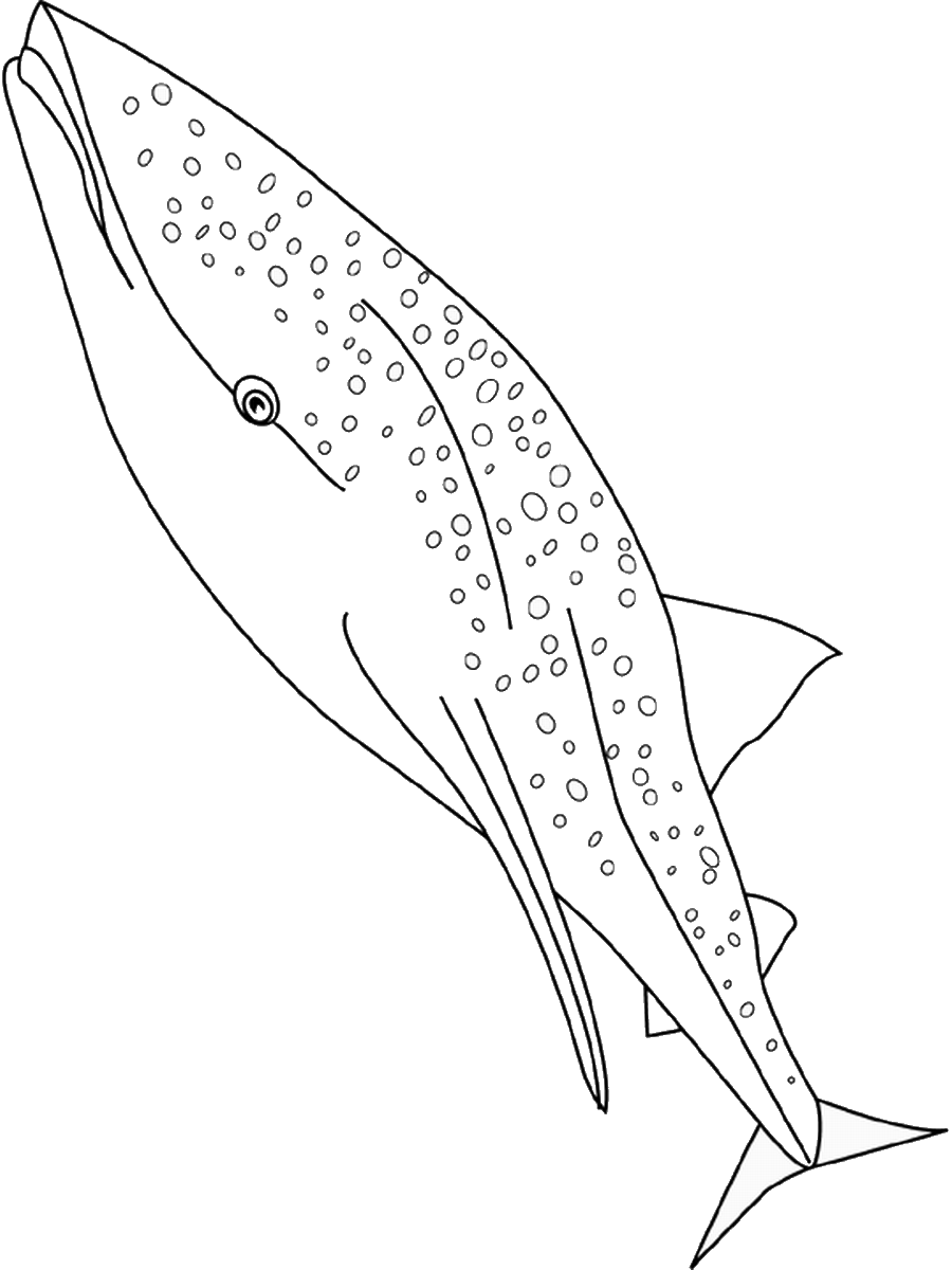 Китовая акула рисунок легкий