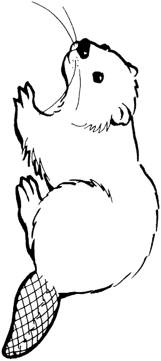 beaver-coloring-page-coloring-page-blog